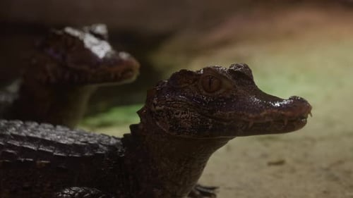 Dwarf Caiman Resting Close Up Profile