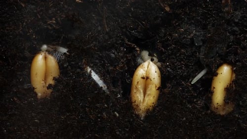 Wheat Seeds Planted in a Row are Germinating Filmed in Macro Timelapse