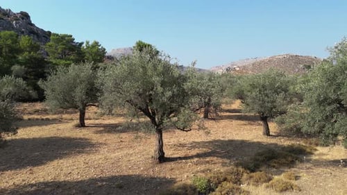 Olive Trees 163