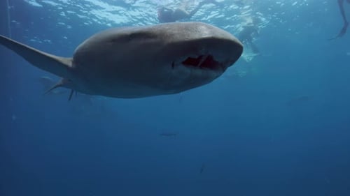 Nurse sharks. Underwater view of the Nurse shark (Ginglymostoma cirratum) swimming in the ocean