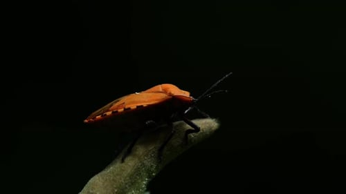 Giant Shield Bug, Tessaratomidae, Kaeng Krachan National Park, Thailand, 4K Footage; found on a plan