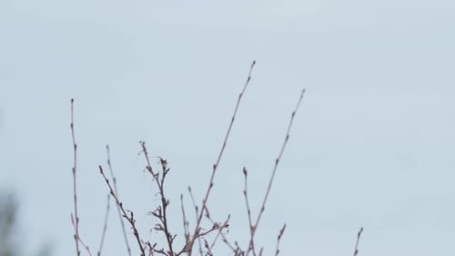 Portrait Of A Male Eurasian Bullfinch Perched And Fly Away. Close Up
