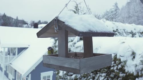 Flying Eurasian Blue Tit Bird Perched On Wooden House Bird Feeder Hanging Outdoors. Close-up Shot