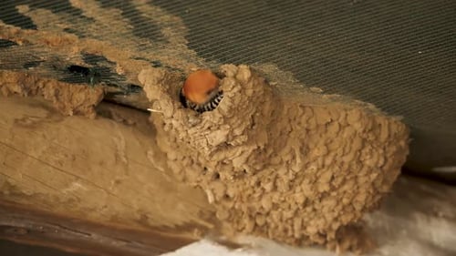 Lesser striped swallow builds nest with mud and saliva against green shade netting ceiling