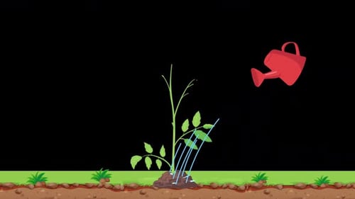 Tomatoes Grow By Watering Alpha Channel
