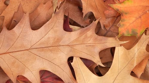 Detailed Brown Leaves of Fall