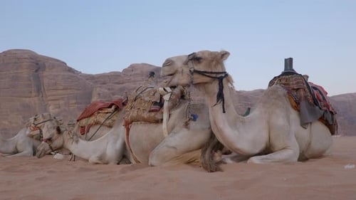 Camel Desert