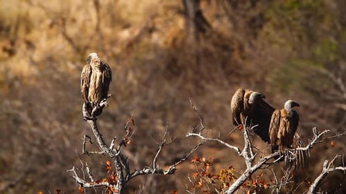 White backed Vulture in Kruger National park, South Africa