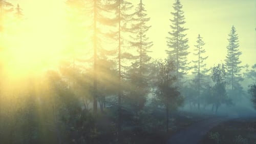 Der Sonnenstrahl geht durch den Nebel und die Äste