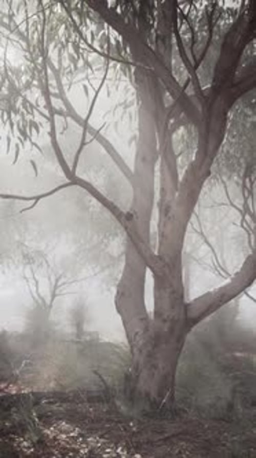A Misty Forest with Dense Foliage and Tall Trees