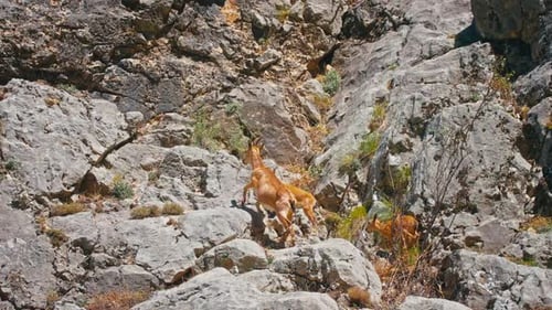 Mountain Goats Drinking From The River