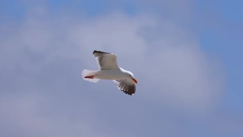 Seagull flying in slow motion at the beach