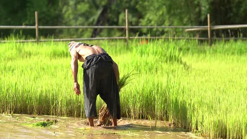 Farmers are planting rice in the farm, Thailand.