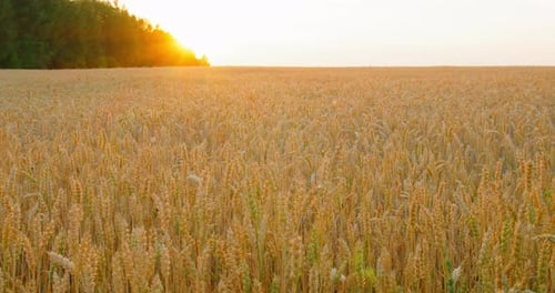 Golden Wheat Field at Sunrise
