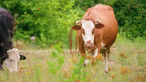 Cows Grazing Peacefully in a Green Meadow