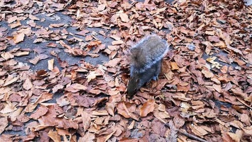 Squirrels foraging for peanuts between red autumn leaves on park pathway