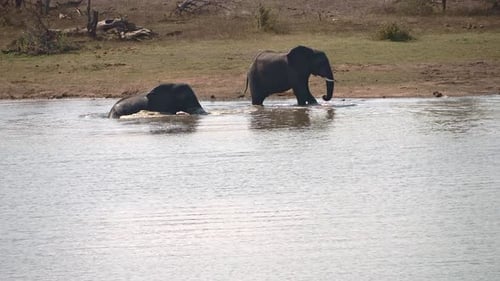 El elefante africano chapotea de espaldas en el agua y levanta su trompa en el aire
