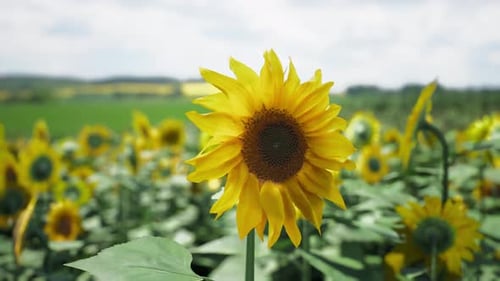 Sunflowers Blooming in a Vast Field Under a Cloudy Sky in Summer