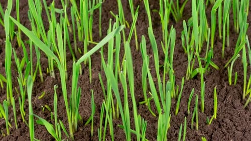 Time Lapse of Growth Fresh Green Grass
