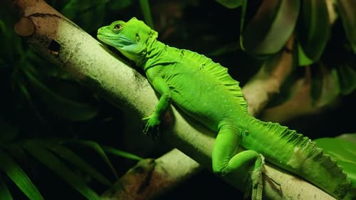 Bright Green Lizard Lying Along a Tree Branch with Textured Scales and Strong Tropical Lighting