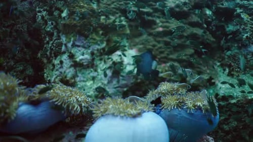 Beautiful Corals at the Bottom of the Sea