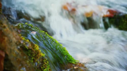 Wet Green Moss on a Stone That Lies in the Forest River Blurred Motion