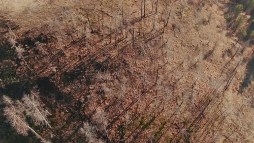 4k Aerial burnt forest overhead