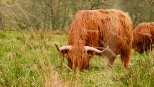 Highland Cattle Grazing in Green Pasture
