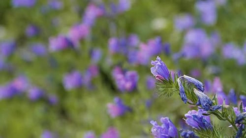 Echium vulgare oder Blaukrautblüte, Rackfokus mit Bokeh, Nahaufnahme
