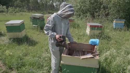 Imker im Kostüm raucht Bienen in einem hölzernen Bienenstock
