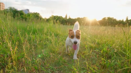 Run Jack Russell