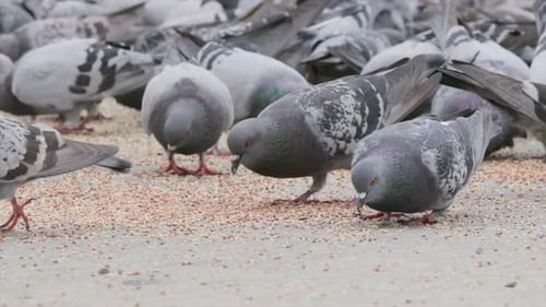 Slow motion footage that is close up of pigeons poking around on the cement trying to eat seeds.