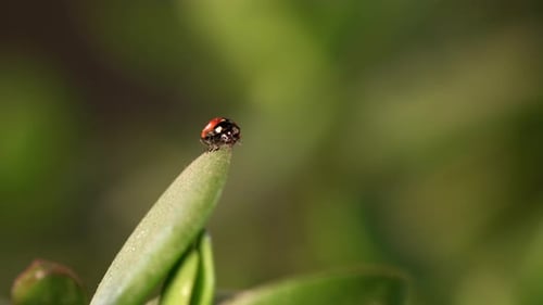 Marienkäfer ruht sich an einem frischen Morgen im taubedeckten Gras aus