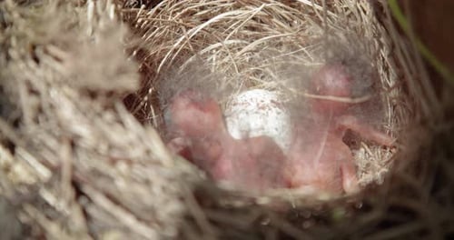Baby Birds Hatching in a Natural Woven Nest