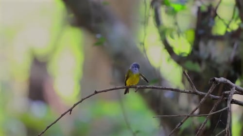 Small Bird Perched on Branch in Lush Forest Greyheaded