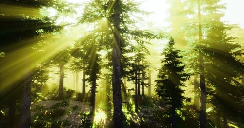 Sunlight Filters Through Trees in a Vibrant Forest During Morning Hours
