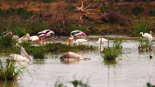 Des cigognes peintes (Mycteria Leucocephala) et un pélican tacheté (Pelecanus Philippensis) en quête de nourriture
