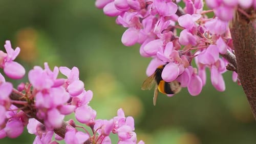 Bee collects pollen from violet wisteria flowers in orchard.