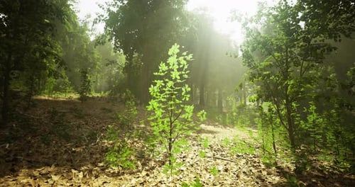 Sunlight Filters Through Trees Illuminating Fresh Green Plants in Forest