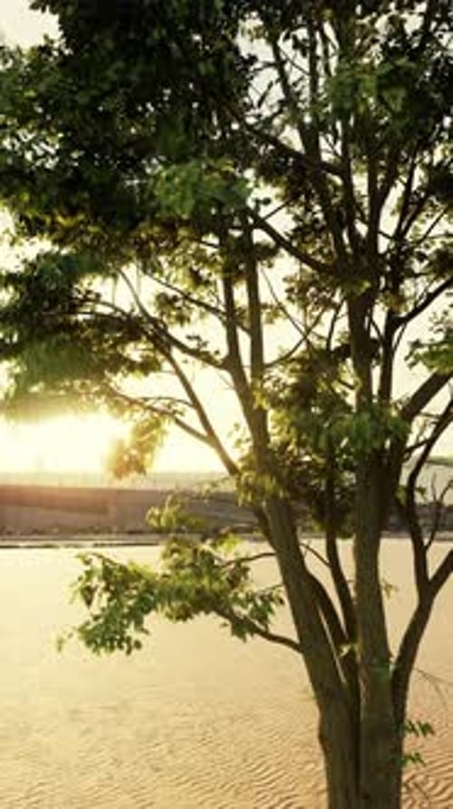 Tree Standing Near Water in Sandy Environment