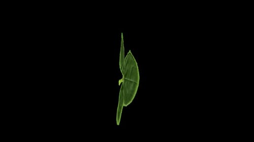 Single green leaf on dark background