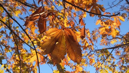 Nahaufnahme bunter Herbstblätter, die vom Wind wehen. Natur-Konzept.
