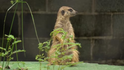 Erdmännchen, Säugetier, Wildtier, Mungo, Tierwelt im Freien, kambodschanischer Zoo