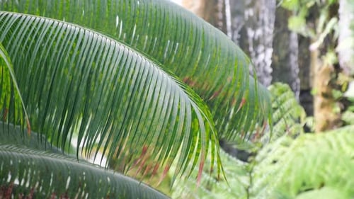 Green Palm Fronds by Flowing Waterfall