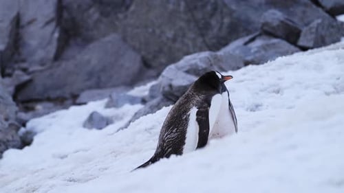 Watching a Lone Penguin Navigate the Snowy Rocky Antarctic Coast