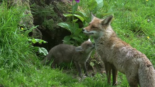 Red Fox, vulpes vulpes, Female and Cub standing at the Den Entrance, Normandy in France, Real Time