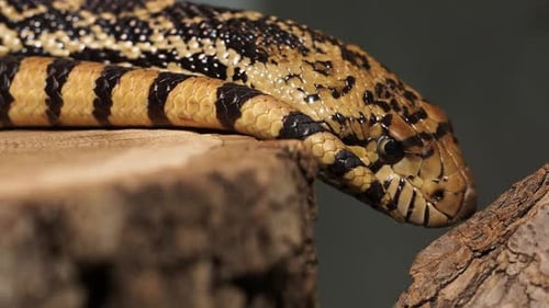 Cobra
esquilo do Pacífico ou cobra esquilo costeira, Pituophis catenifer sayi. Endêmico da América do Norte
