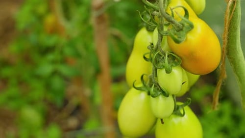 Closeup of Tomatoes Ripening on Bushes in a Greenhouse