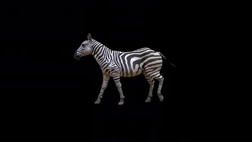 Zebra Walk Loop