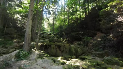 Aerial Drone Shot Flying in an Enchanted Forest with a Wild Gorge with a Creek Running Down a